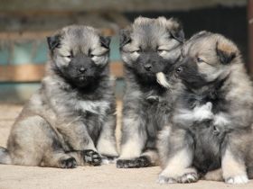 Wolfsspitzwelpen