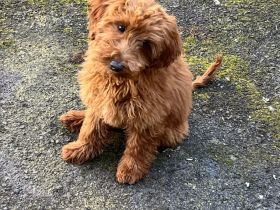Maltipoo Hündin
