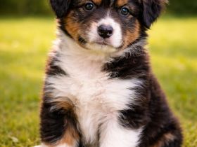 Australian Shepherd Welpe aus liebevolle Hobbyzucht
