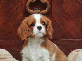 Cavalier Rüde zu Verkaufen!