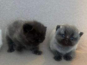 Süße BLH/BKH Kitten