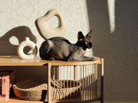 Sphynx Donskoy Tofu