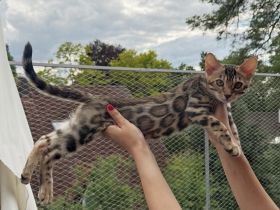 Reinrassige Bengalkitten aus Championlinie