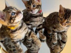 Reinrassige Bengalkitten aus Championlinie