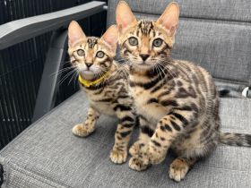 Reinrassige Bengalkitten aus Championlinie