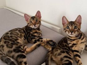 Reinrassige Bengalkitten aus Championlinie