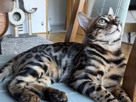 Bengal-Kater (4 Monate alt) - geimpft, gechippt, kastriert, mit WCF-Stammbaum