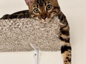 Bengal-Junge (5 Monate alt) sucht ein liebevolles Zuhause