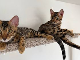 Zwei Bengal-Kater - geimpft, gechippt, mit WCF-Stammbaum