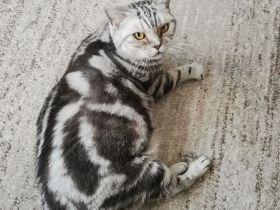 Bildschöne Tabby Classic Katzendame (8 J.) Verschmuste Einzelprinzessin sucht Ruhe