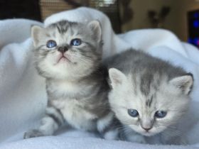Kitten Britisch Kurzhaar