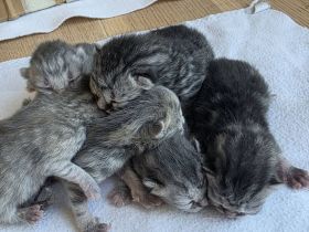 Kitten Britisch Kurzhaar