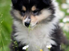 Colliewelpen tricolour aus liebevoller Hausaufzucht (VDH)