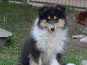 Colliewelpen, Colliehündin tricolour aus liebevoller Hausaufzucht (VDH)