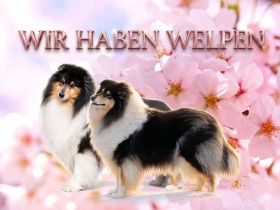 Wunderschöne tricolour Colliewelpen aus liebevoller Hausaufzucht (VDH)