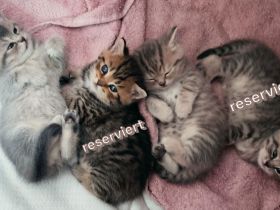 Vier süße kleine BKH-Kitten