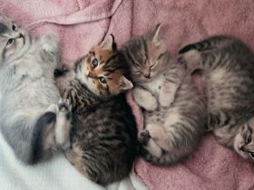 Vier süße kleine BKH-Kitten