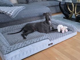 Liebevoller Whippet sucht ein wunderschönes Zuhause