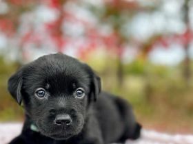 Gesundes Männchen und Weibchen Labrador-Welpen