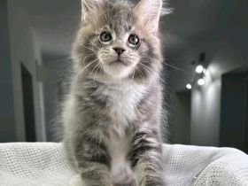 2 wunderschöne Maine-Coon-Kätzchen