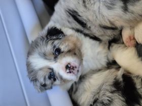 Australian Shepherd Welpen mit ASCA Papieren
