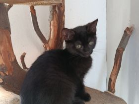 Unsere Kitten haben bereits ihr Köfferchen für den Umzug gepackt
