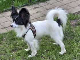 Papillon Junghündin sucht ihre aktive Familie