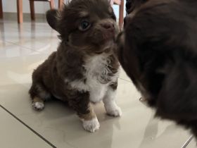 Zuckersüße Chihuahua Welpen