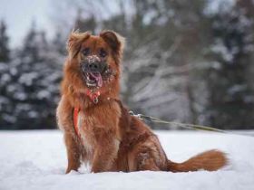 Knut, Harzer Fuchs-Terrier-Mischling,geb 2013, nur für Hundeprofis
