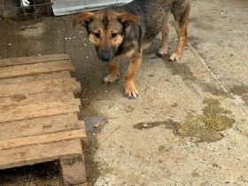 Cujo sucht sein Für-immer-Zuhause