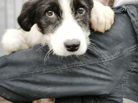 Buddy sucht sein Für-immer-Zuhause