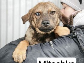 Mitschko sucht sein Für-immer-Zuhause