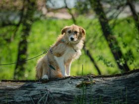 Roxy auf Pflegestelle in 86316 Friedberg sucht ihr Für-immer-Zuhause