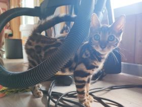 Bengalkitten TOBY sucht seine Familie