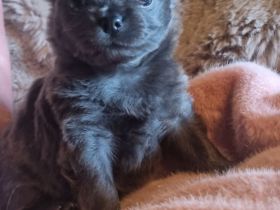 Mini Chihuahua  Prinzessin!