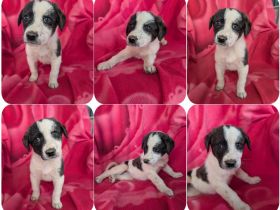 Lotti – zuckersüßes Hundemädchen