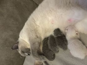 BKH Kitten
