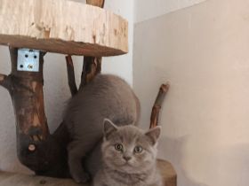 Ab sofort abzugeben 3 Kitten