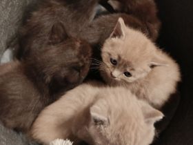 BKH Kitten suchen zum 19.05.26 ein liebevolles Zuhause