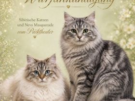 Sibirische Katze und Neva Masquarade Kitten
