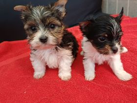 Bieweryorkshireterrier Rüden