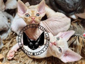 Zuckersüße Devon Rex Kitten (Red & Creme) suchen ihr Für-Immer-Zuhause!
