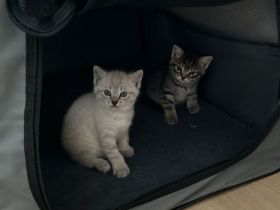 Weißes Siam Kitten sucht liebevolles Zuhause