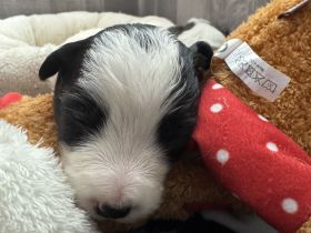 Border Collie Welpen