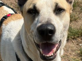 Oscar, 12/20 - braucht eine echte Chance