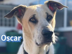 Oscar, 12/20 - braucht eine echte Chance