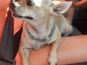 Chihuahua - Rüde sucht neues Zuhause