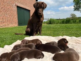 Reinrassige Labrador Welpen vom Bauernhof