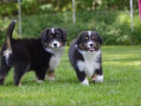 4 Mini Rüden