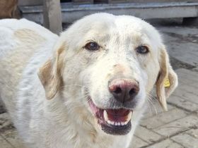 Jenny, eine leise, sensible Hündin, die die Nähe zum Menschen noch lernen darf. 5J, 51 cm